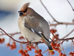 Attēlu rezultāti vaicājumam “Bombycilla garrulus adult”