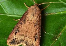 Attēlu rezultāti vaicājumam “Crocallis elinguaria imago”