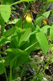 Attēlu rezultāti vaicājumam “Cypripedium calceolus”