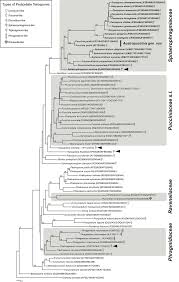 Attēlu rezultāti vaicājumam “Trachyspora intrusa”