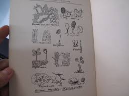 Attēlu rezultāti vaicājumam “Arcyria, Heterotrichia sp.”