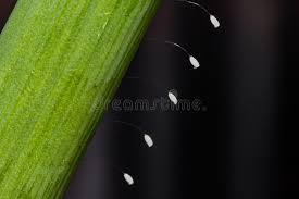 Attēlu rezultāti vaicājumam “Chrysopa eggs”
