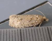 Attēlu rezultāti vaicājumam “Epiblema grandaevana”