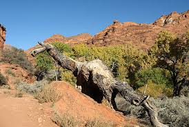 Image result for Southern Trekking and Mountaineering Club