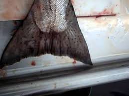 Image result for Oncorhynchus tshawytscha