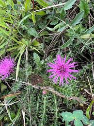 Attēlu rezultāti vaicājumam “Cirsium acaule leaf”