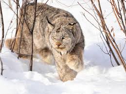 Afbeeldingsresultaat voor lynx