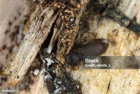 Attēlu rezultāti vaicājumam “Anostirus castaneus”