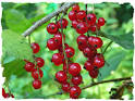 How to make raspberry-currant mead « Northern Vista — Thoughts ...