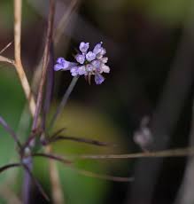 Image result for Scabiosa canescens