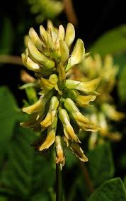 Attēlu rezultāti vaicājumam “Astragalus glycyphyllos”