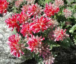 Attēlu rezultāti vaicājumam “Herniaria glabra flower”