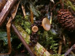 Attēlu rezultāti vaicājumam “Ciboria amentacea”