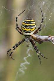 Attēlu rezultāti vaicājumam “Argiope bruennichi”