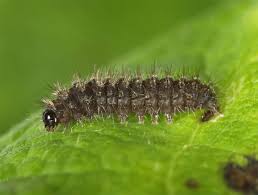 Attēlu rezultāti vaicājumam “Pelosia muscerda”