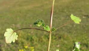 Attēlu rezultāti vaicājumam “Lamium amplexicaule leaf”