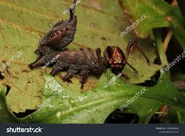 Attēlu rezultāti vaicājumam “Stauropus fagi”