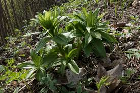 Attēlu rezultāti vaicājumam “Lilium martagon leaf”