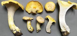 Attēlu rezultāti vaicājumam “Cantharellus cibarius”