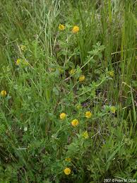 Attēlu rezultāti vaicājumam “Trifolium aureum leaf”