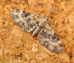 Attēlu rezultāti vaicājumam “Eupithecia linariata”