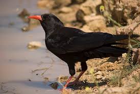 Image result for Pyrrhocorax pyrrhocorax