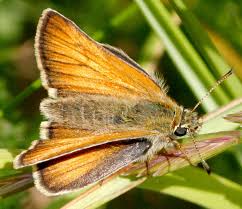 Attēlu rezultāti vaicājumam “Ochlodes sylvanus male”