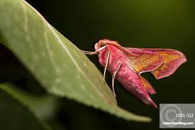 Attēlu rezultāti vaicājumam “Deilephila porcellus”