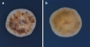Attēlu rezultāti vaicājumam “Hyphodiscus hymeniophilus”