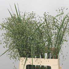 Attēlu rezultāti vaicājumam “Briza media bud”