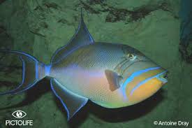 Image result for Balistes vetula