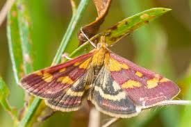 Attēlu rezultāti vaicājumam “Pyrausta purpuralis”