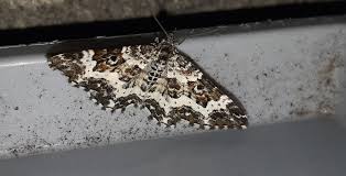 Attēlu rezultāti vaicājumam “Epirrhoe tristata imago”