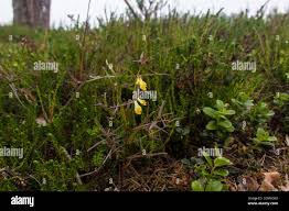 Attēlu rezultāti vaicājumam “Melampyrum cristatum leaf”