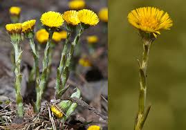 Attēlu rezultāti vaicājumam “Tussilago farfara flower”