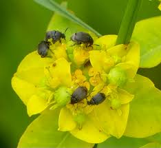 Attēlu rezultāti vaicājumam “Meligethes sp.”