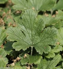 Attēlu rezultāti vaicājumam “Waldsteinia geoides”