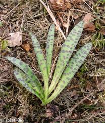 Attēlu rezultāti vaicājumam “Dactylorhiza maculata leaf”