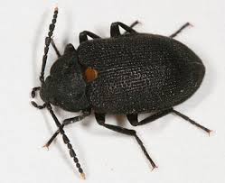 Attēlu rezultāti vaicājumam “Tetratomidae”