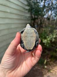 Image result for Malaclemys terrapin