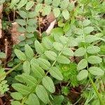 Attēlu rezultāti vaicājumam “Vicia sepium fruit”