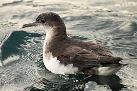 Image result for Puffinus puffinus