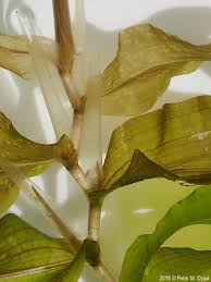 Attēlu rezultāti vaicājumam “Potamogeton praelongus”