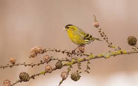 Attēlu rezultāti vaicājumam “Carduelis spinus male”
