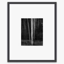Image result for Ansel Adams Aspens New Mexico