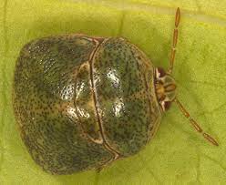 Attēlu rezultāti vaicājumam “Cribraria macrocarpa stalked”