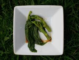 Attēlu rezultāti vaicājumam “Kalopanax septemlobus fruit”