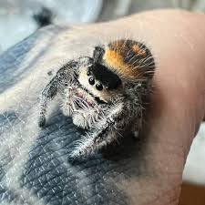 Attēlu rezultāti vaicājumam “Salticidae”