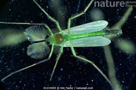 Attēlu rezultāti vaicājumam “Chironomidae”