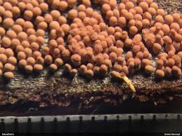 Attēlu rezultāti vaicājumam “Arcyria helvetica young”